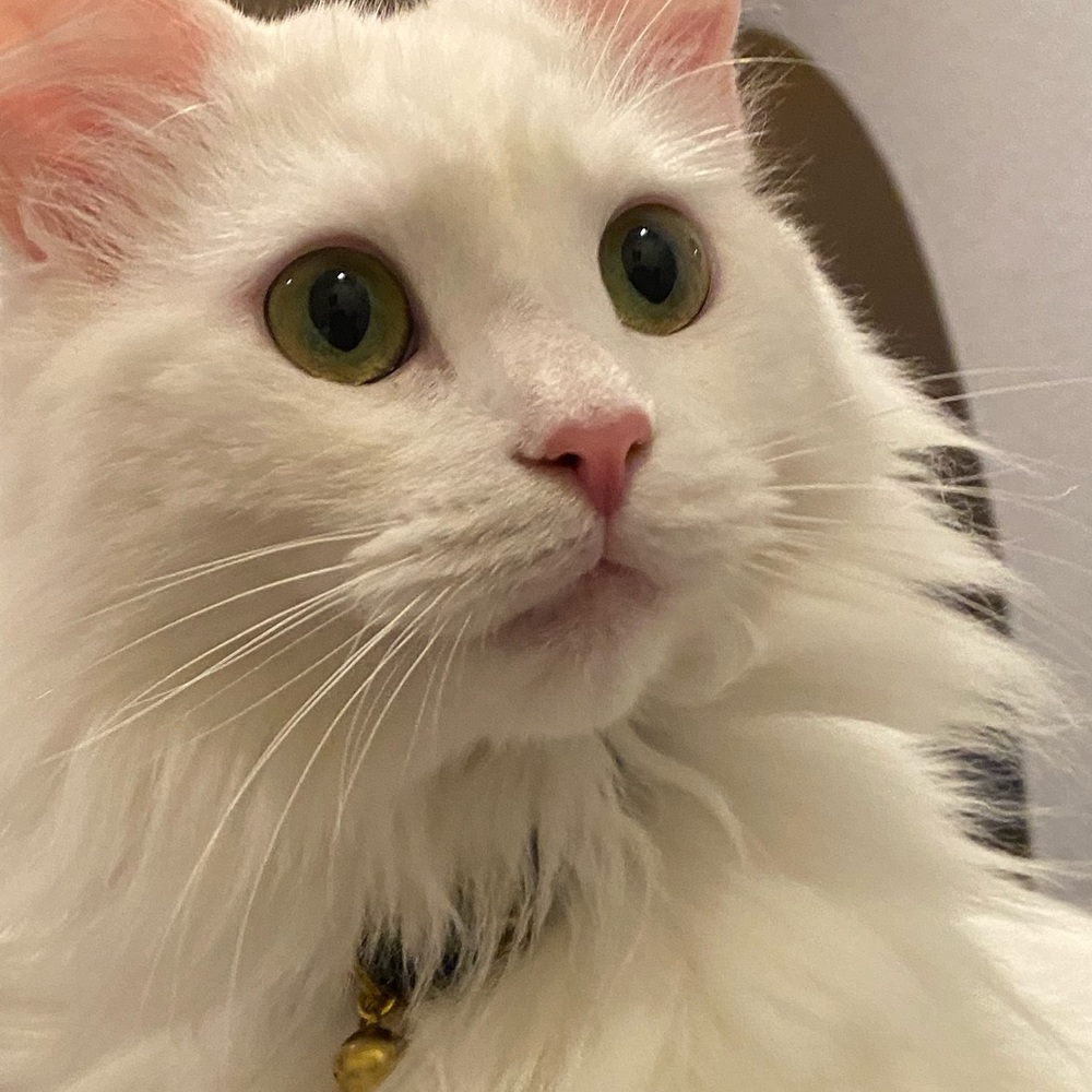 Meet your Posher, Lida